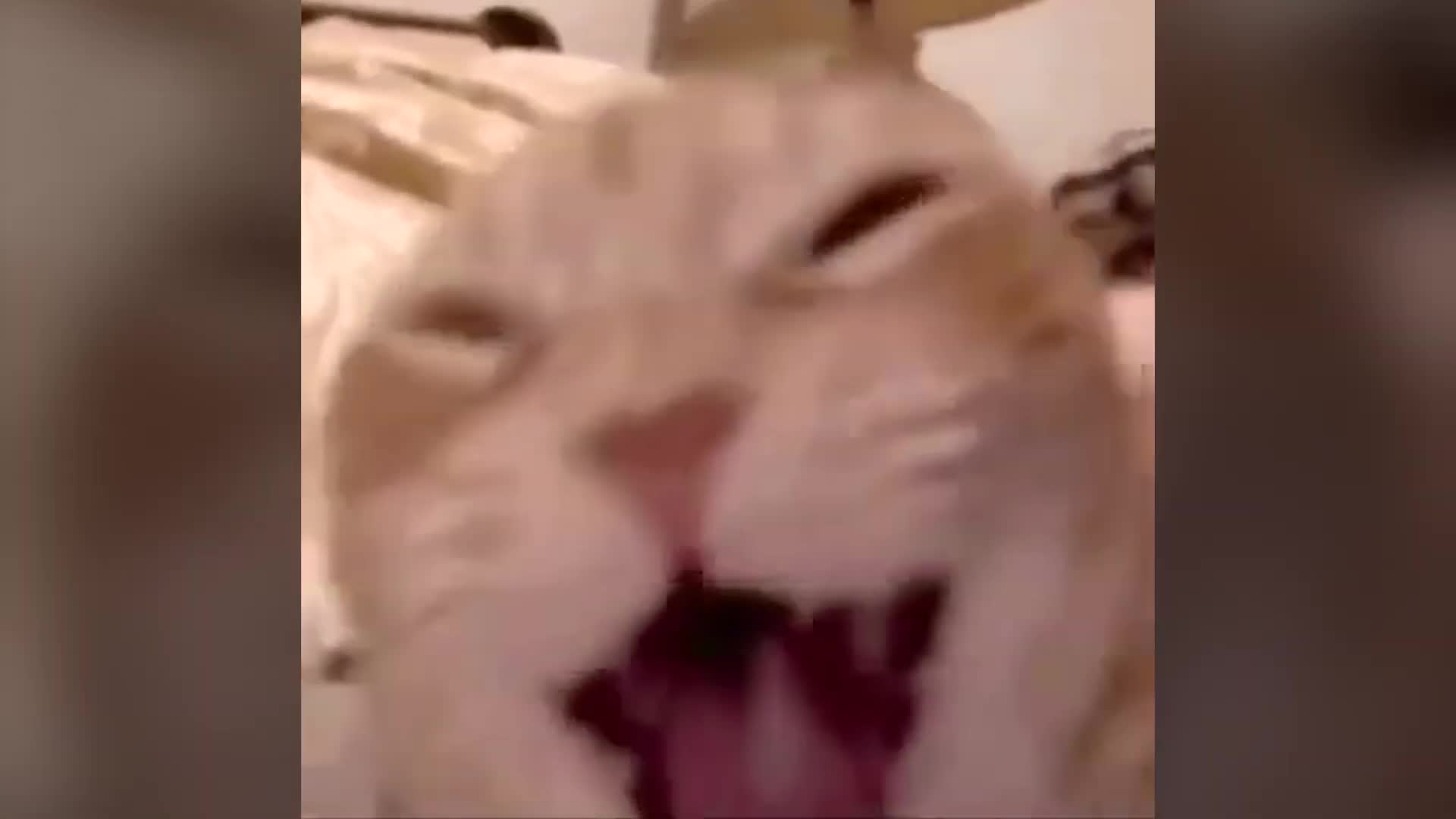 Laughing cat meme