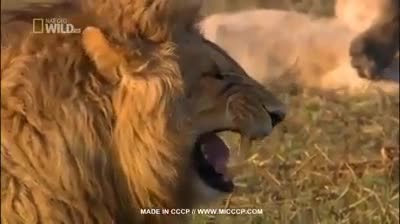 Laughing lion meme