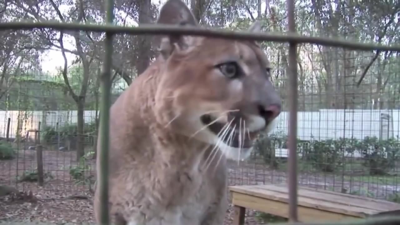 Lion Wow