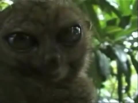 Mind Blown Bush Baby