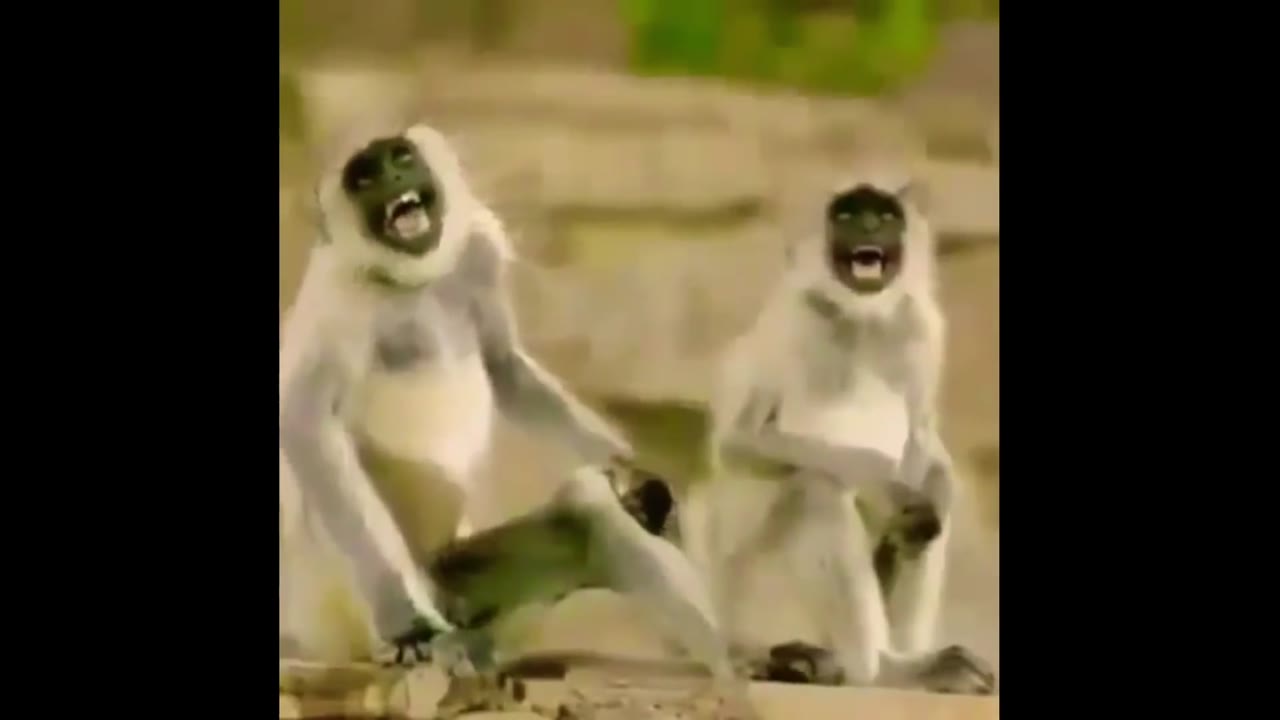 Monkey Laugh