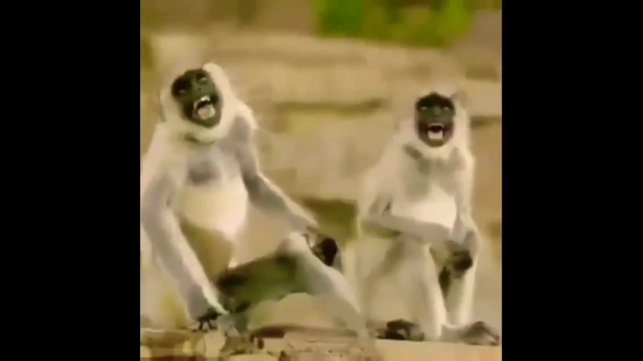 Monkey Laughing