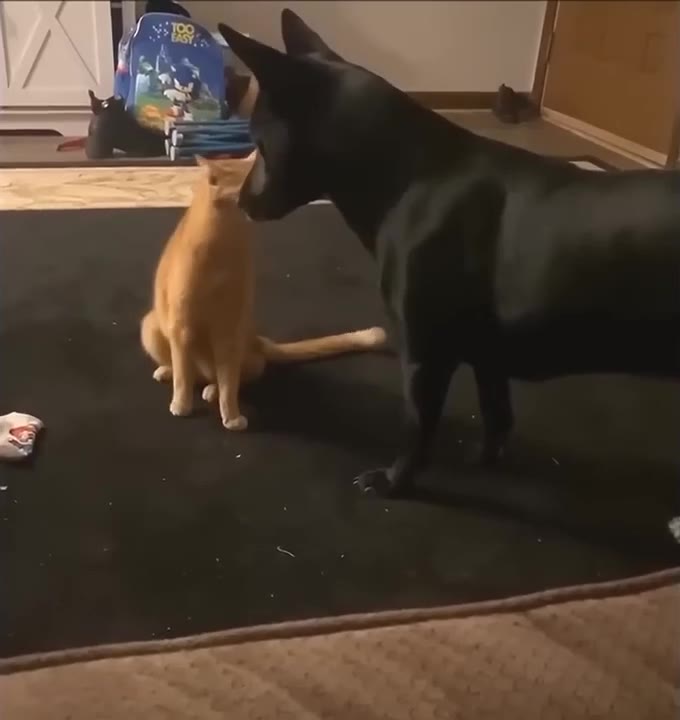 Orange And Black Cat Standoff