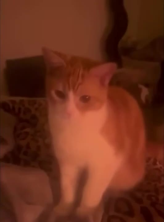 Orange Cat Head Tilt