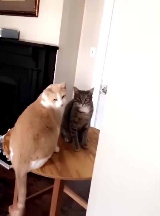 Orange Cat Ready to Pounce