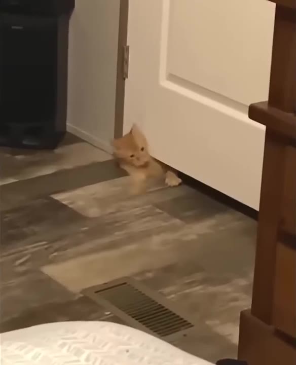 Orange Cat Sprawls On Floor