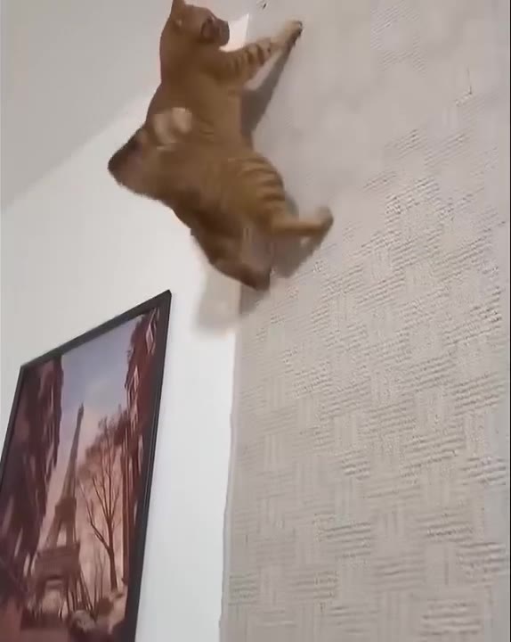 Orange Cat Stretches Up Wall