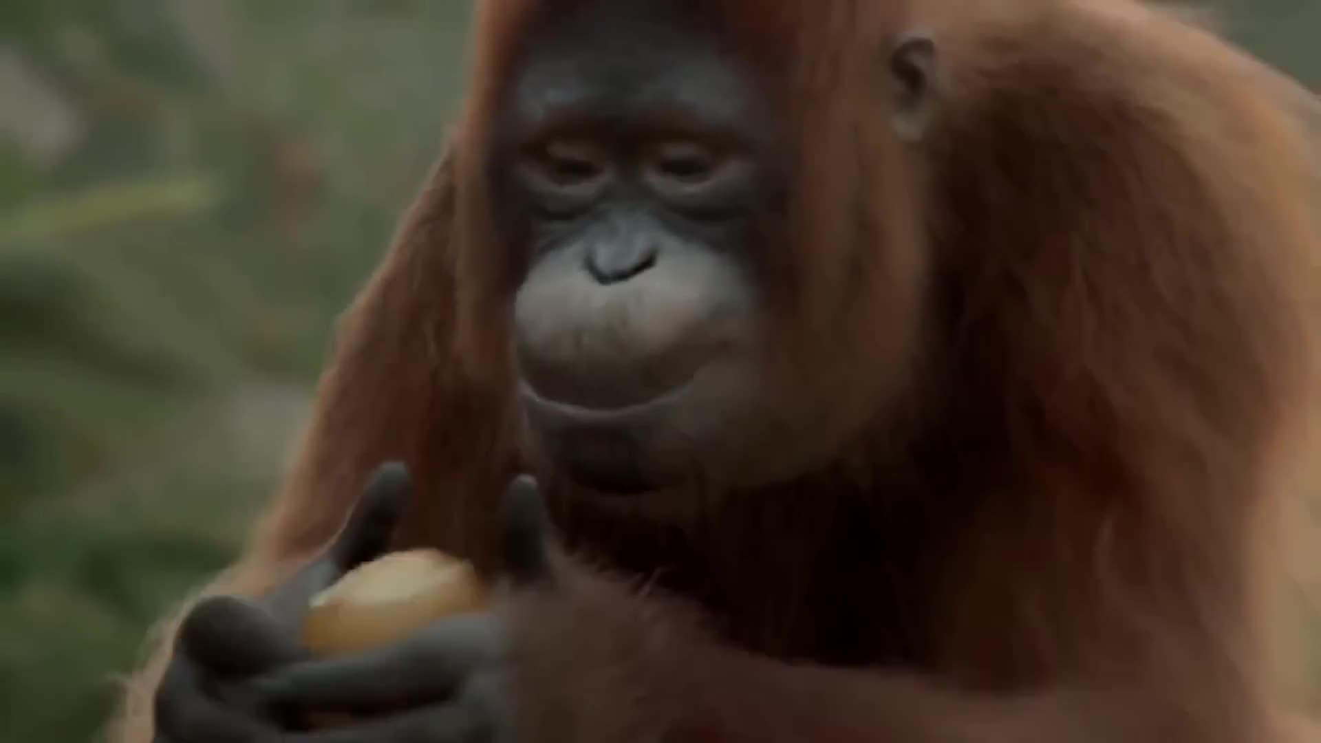Orangutan Dance