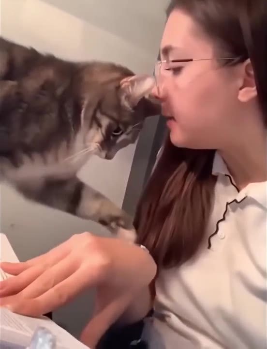 Cat Paws Persons Face