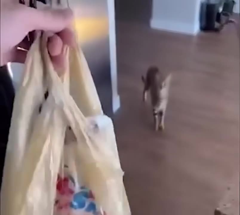 Person Jumps Playing With Cat