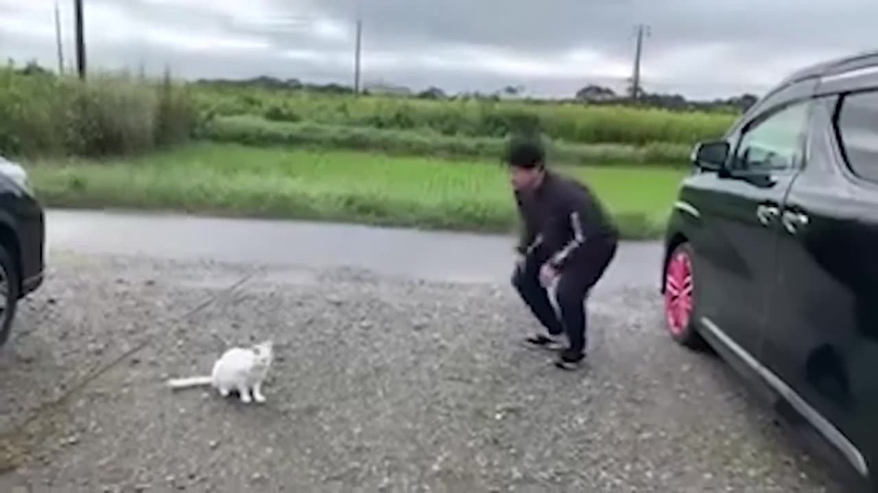 Person Reaches For White Cat