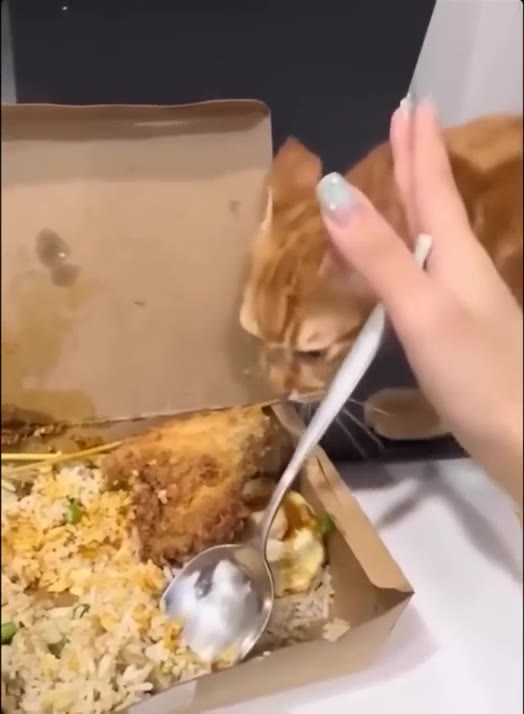 Person Repeatedly Lifts Cats Head
