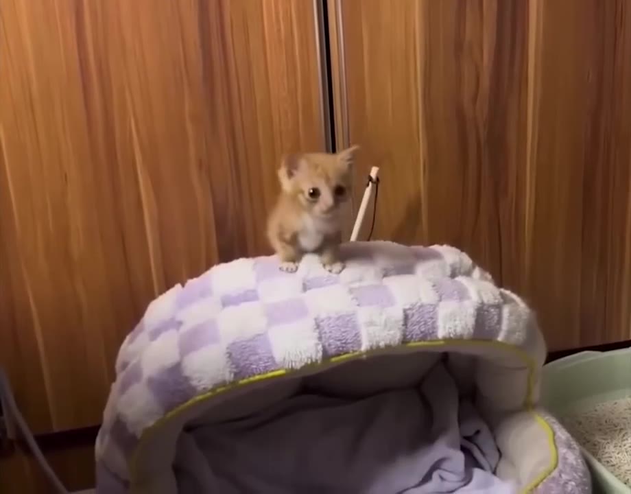 Playful Kitten Play Bow