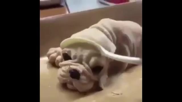 Pug Eye Roll