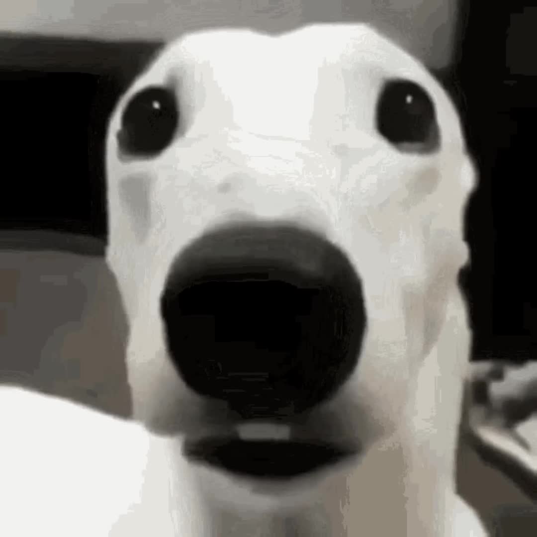 Scared Dog