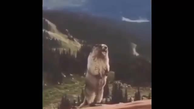 Screaming Marmot