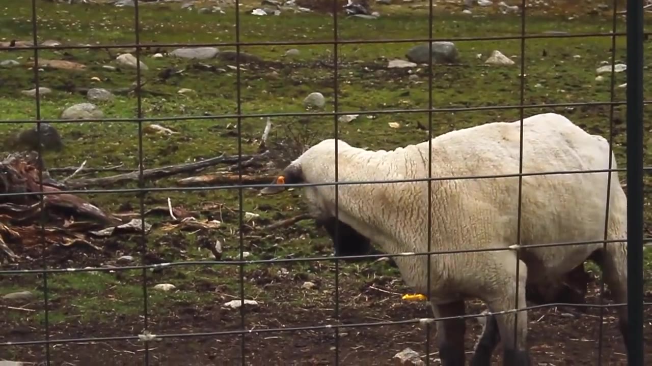Screaming Sheep