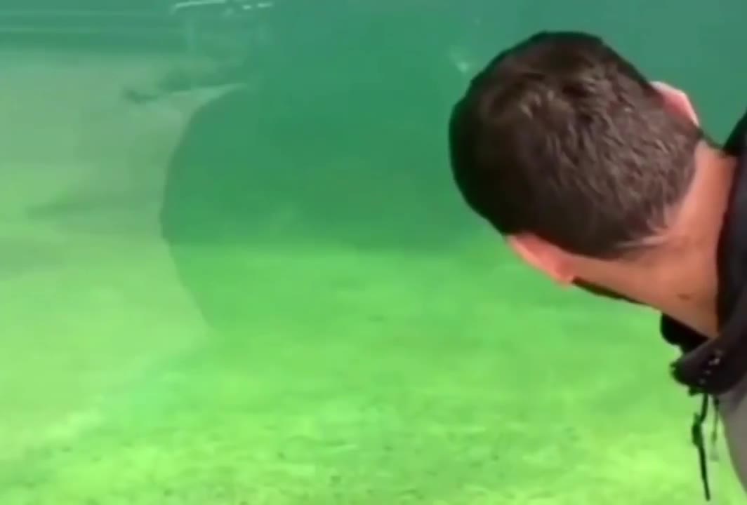 Seal Dunked In Water
