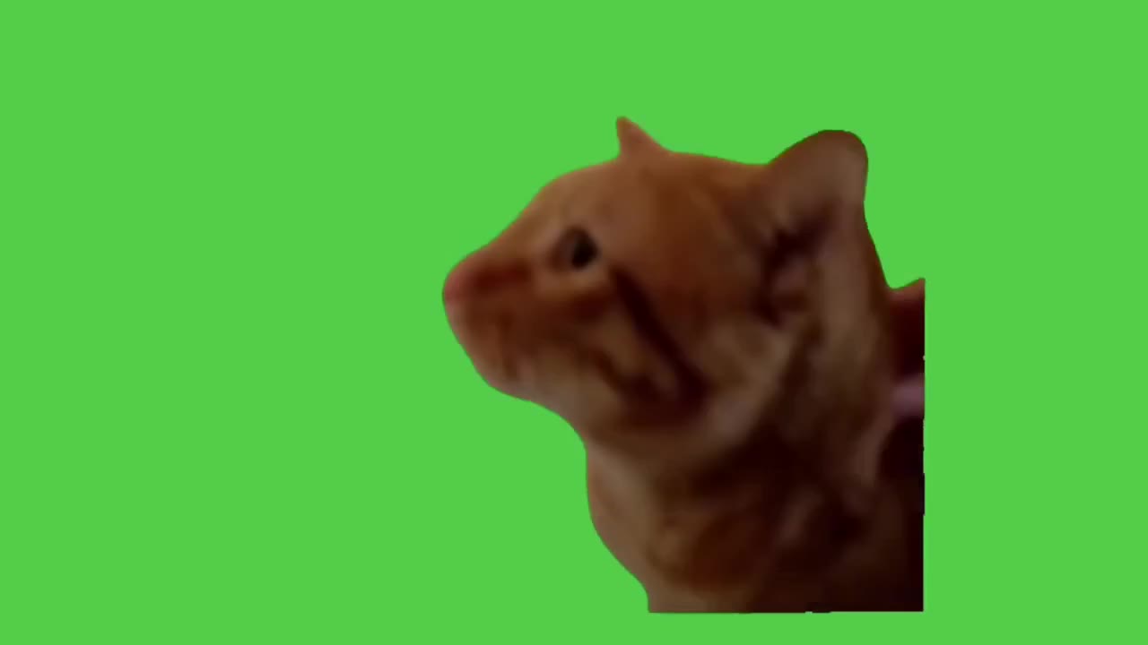 Shocked Cat Gazes Upward