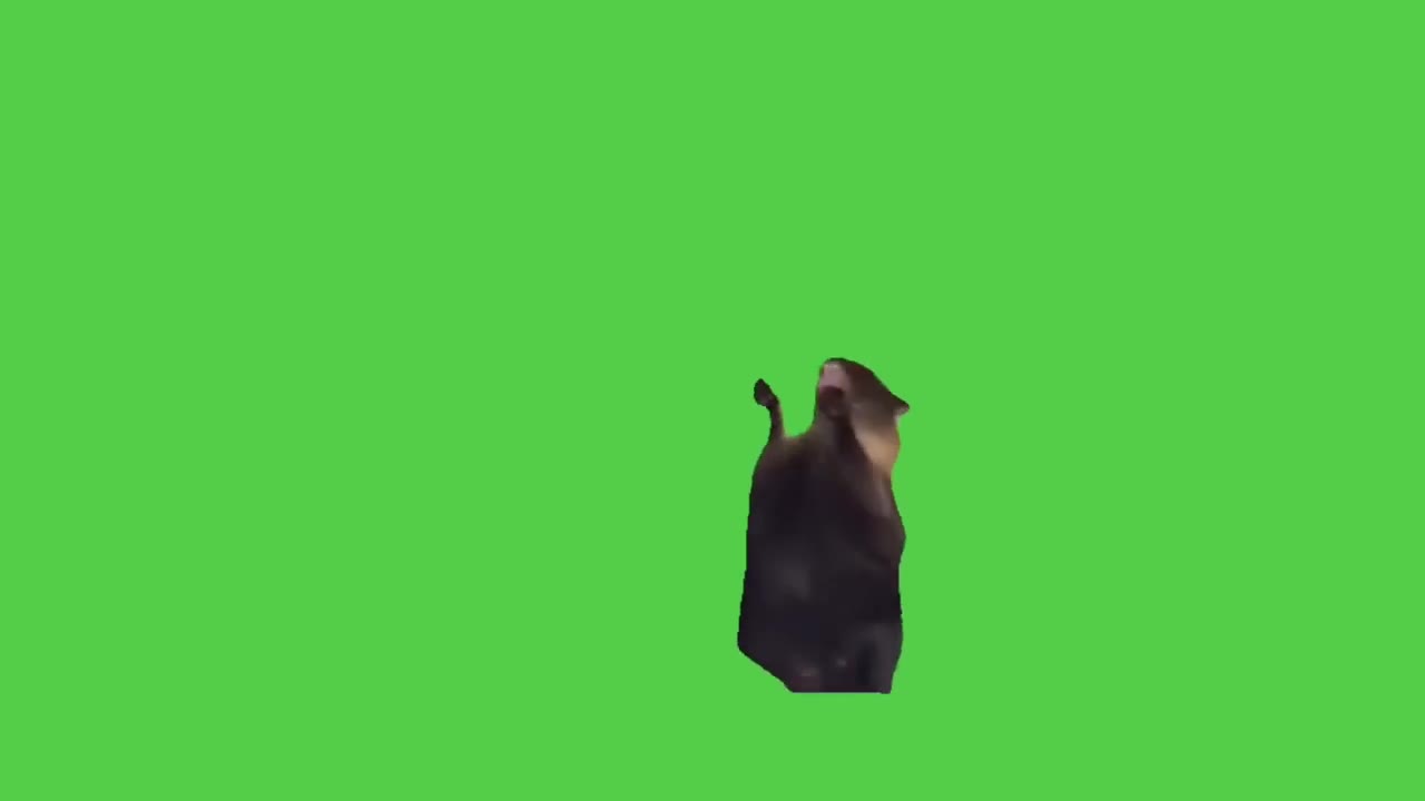 Shocked Cat Paws Up