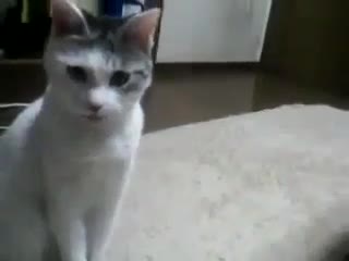 Shocked cat