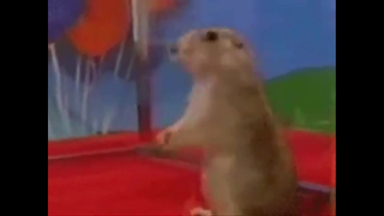 Shocked Meerkat