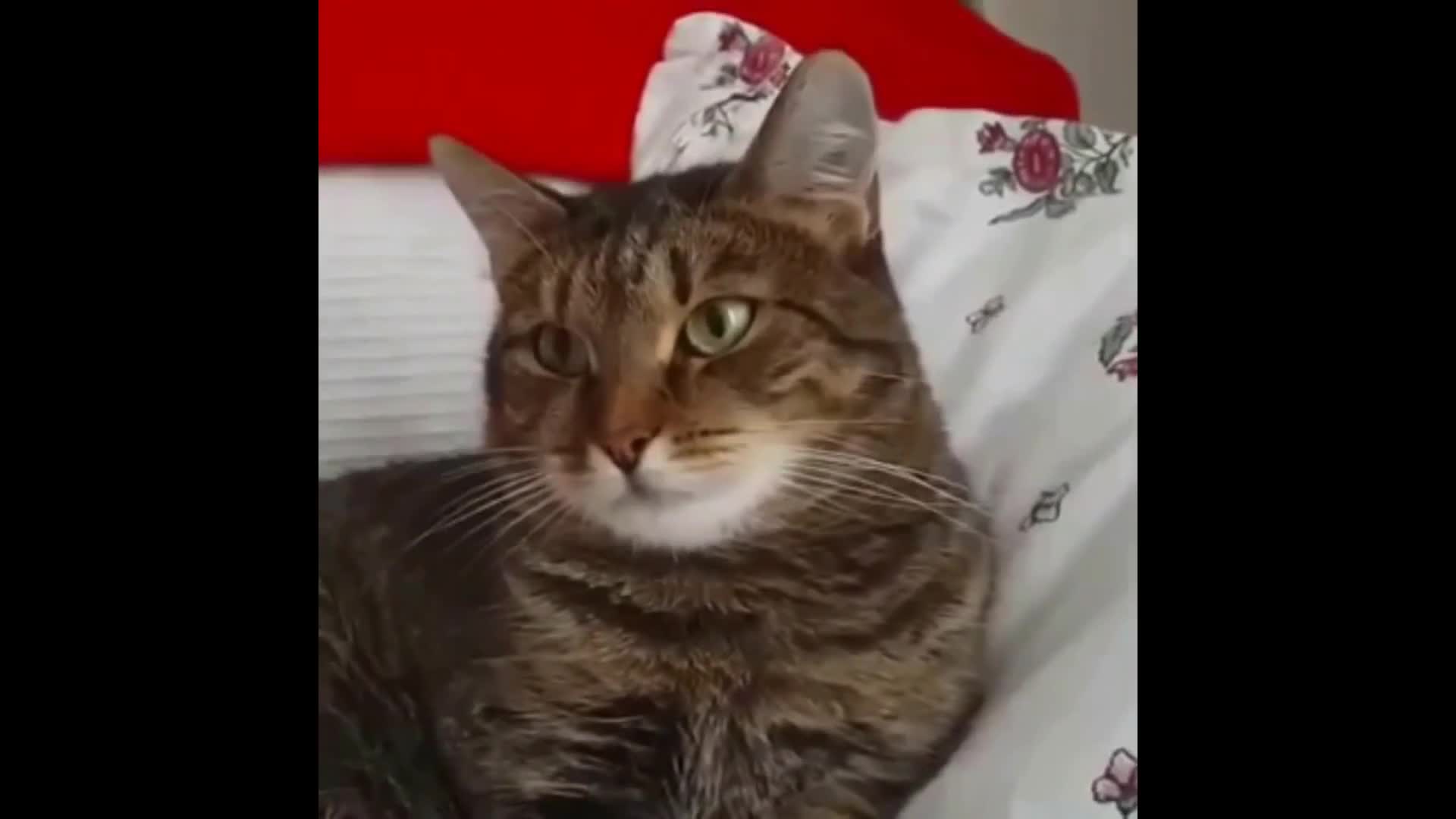 Shooting Stars Cat