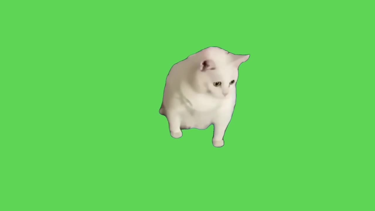 Silly Fluffy Cat Pose