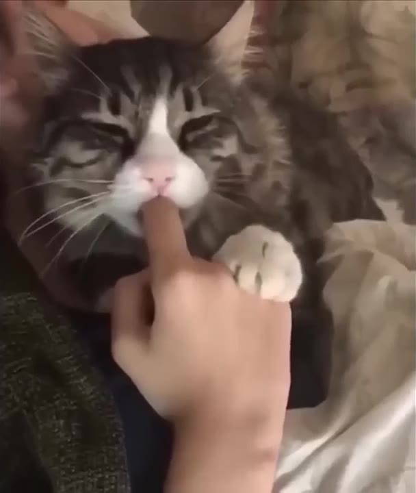 Skeptical Cat Gets Booped