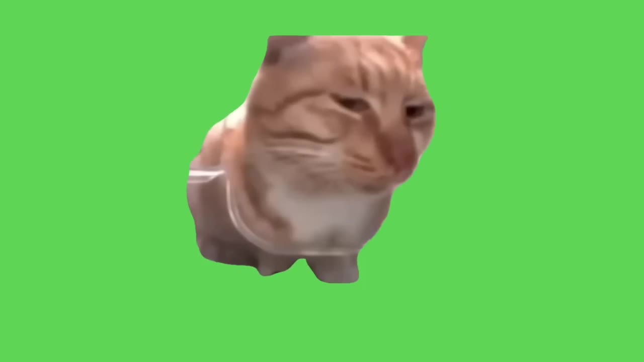 Skeptical Cat Head Tilt