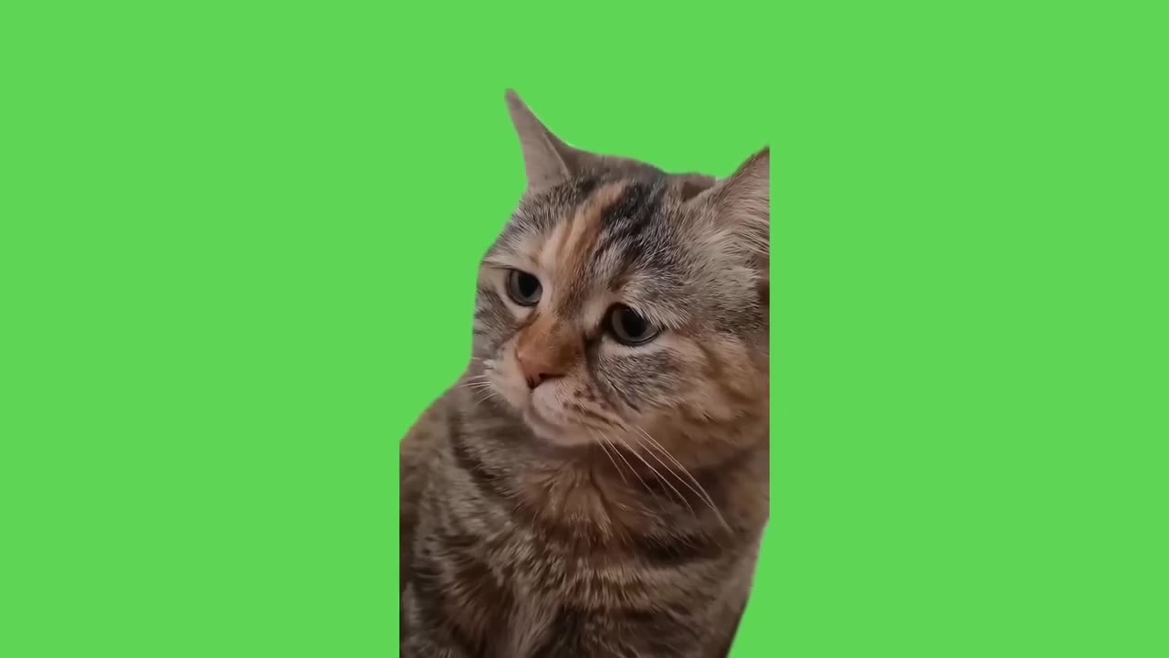 Skeptical Cat Peek