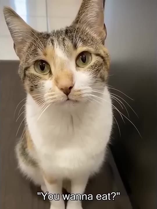 Skeptical Cat Rejects Dinner