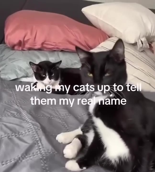Sleeping Cat Refuses Wake