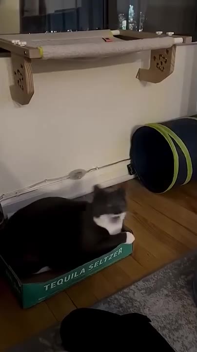 Sleepy Cat Grows Alert