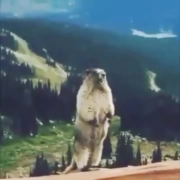 Squirrel Shout