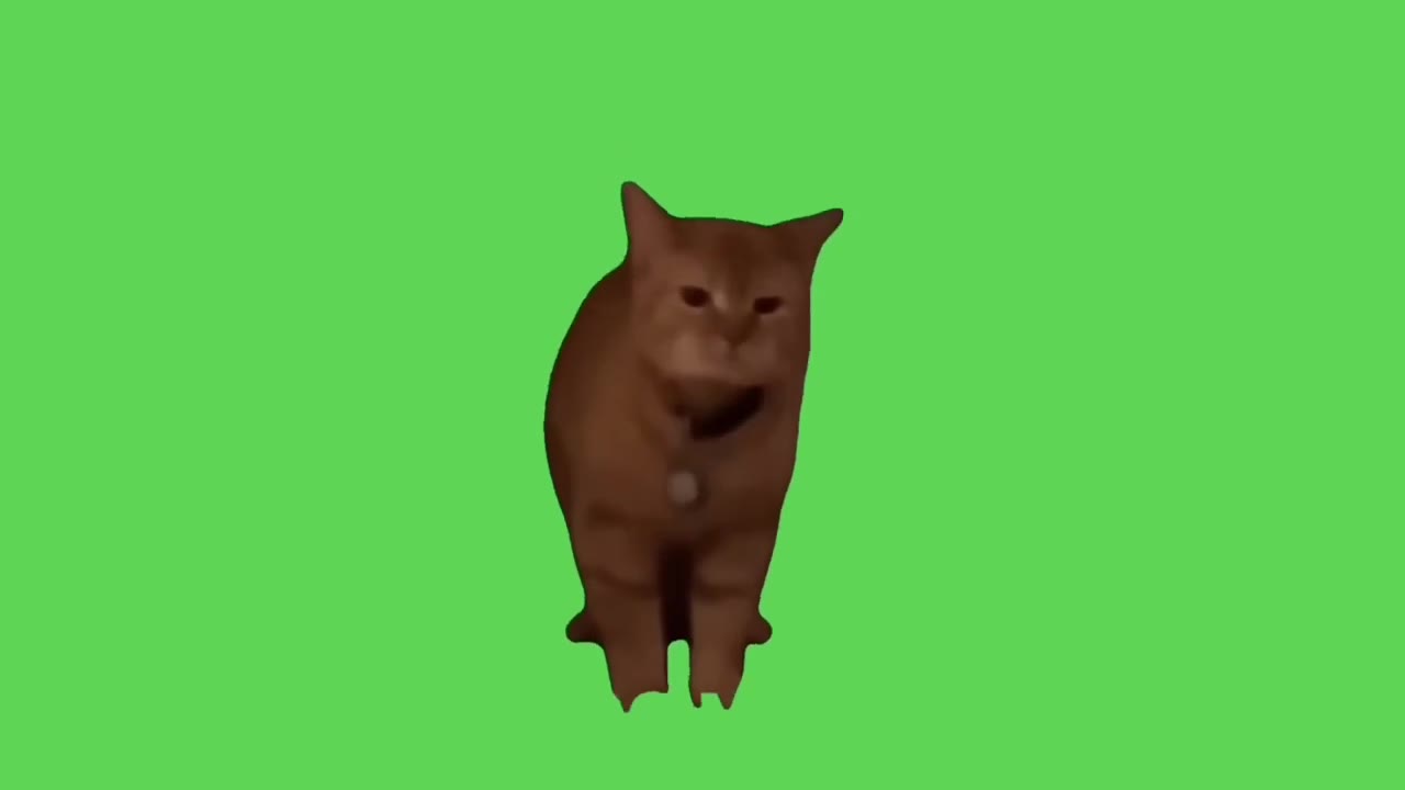 Standing Angry Cat