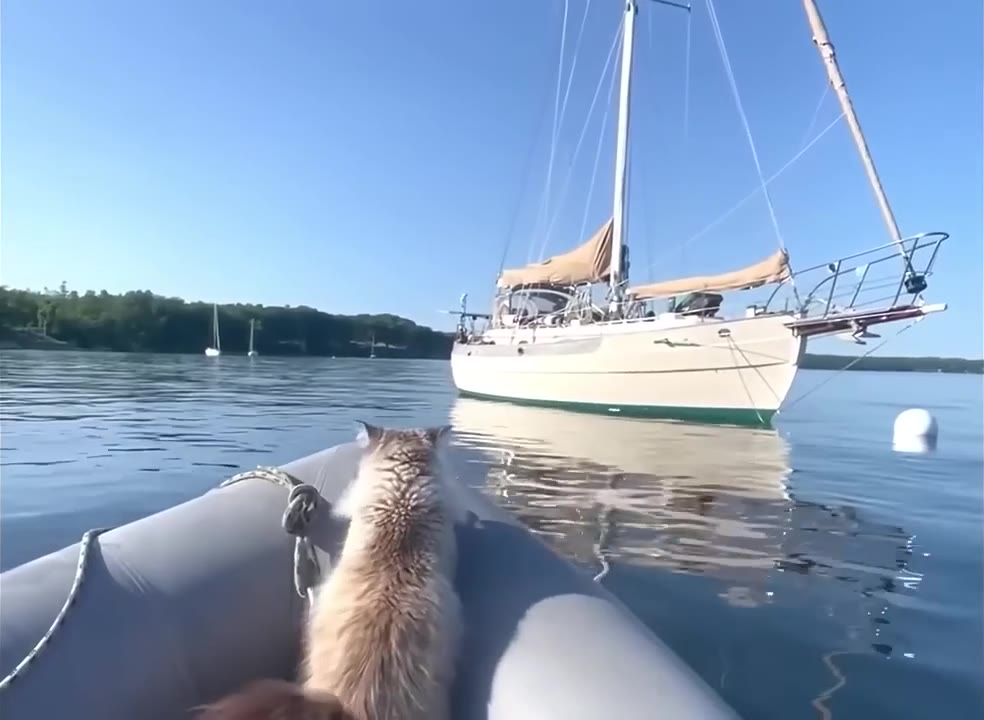 Startled Cat Checks Out Sailboat