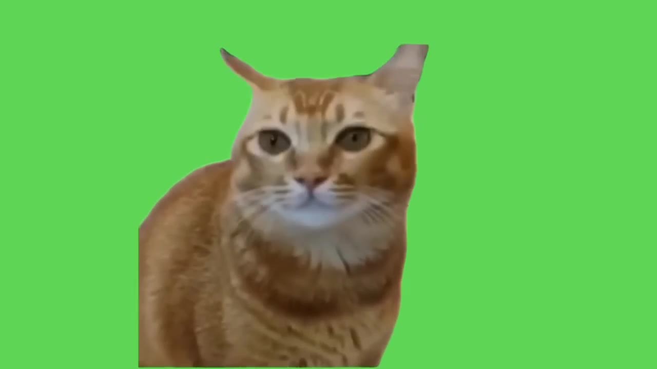 Surprised Cat Looks Up