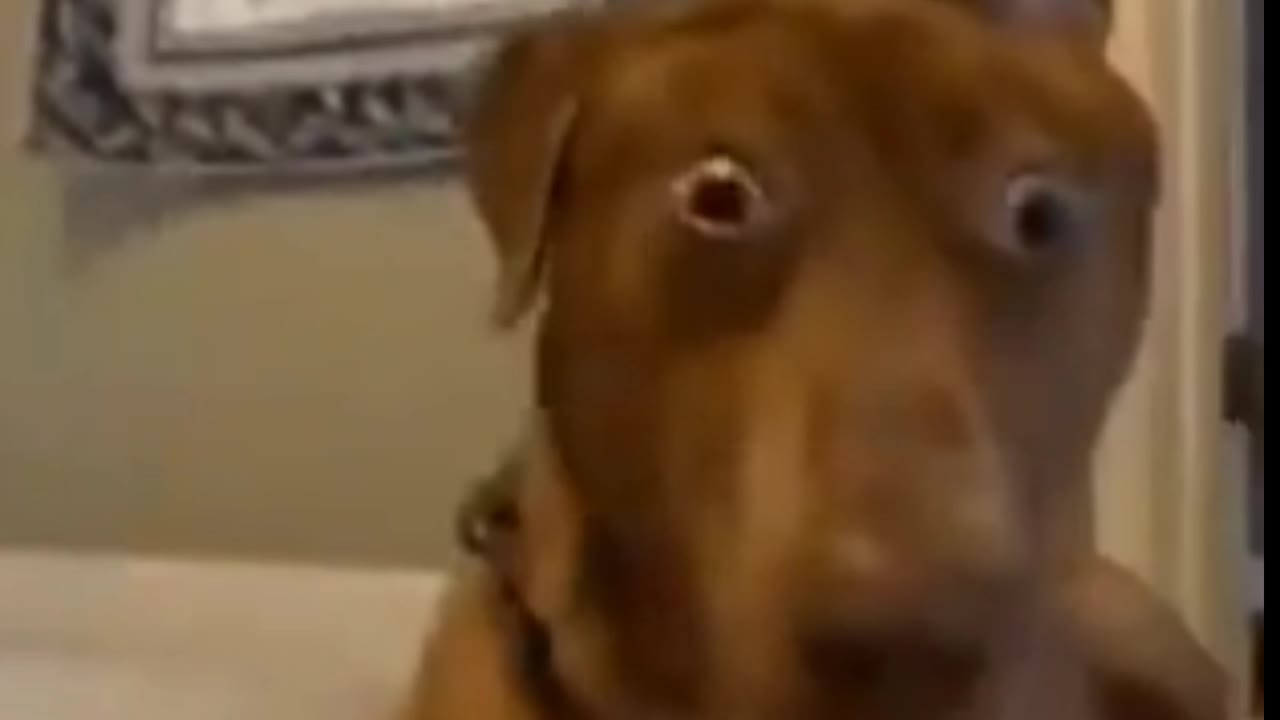 Surprised Dog