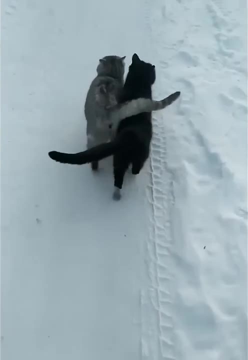 Tabby And Black Cat Tussle