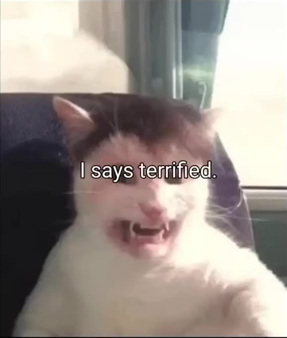 Terrified Cat Demands Money