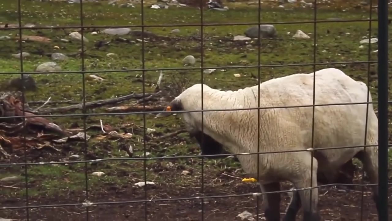 The Screaming Sheep