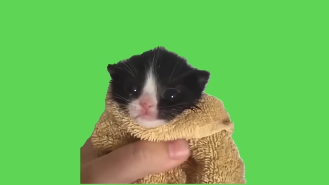 Tiny Kitten Burrito Wrap