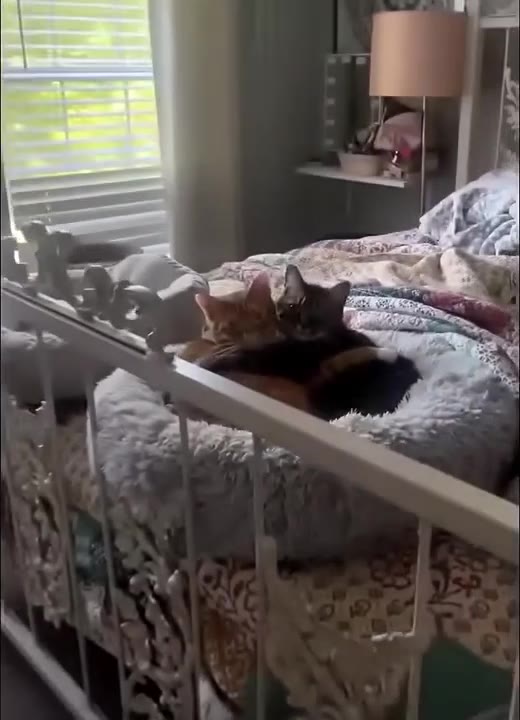 Two Cats Spooning Together