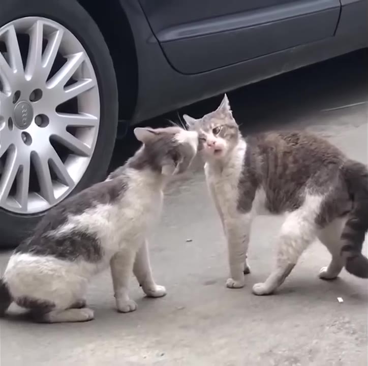 Two Kittens Meet On Street