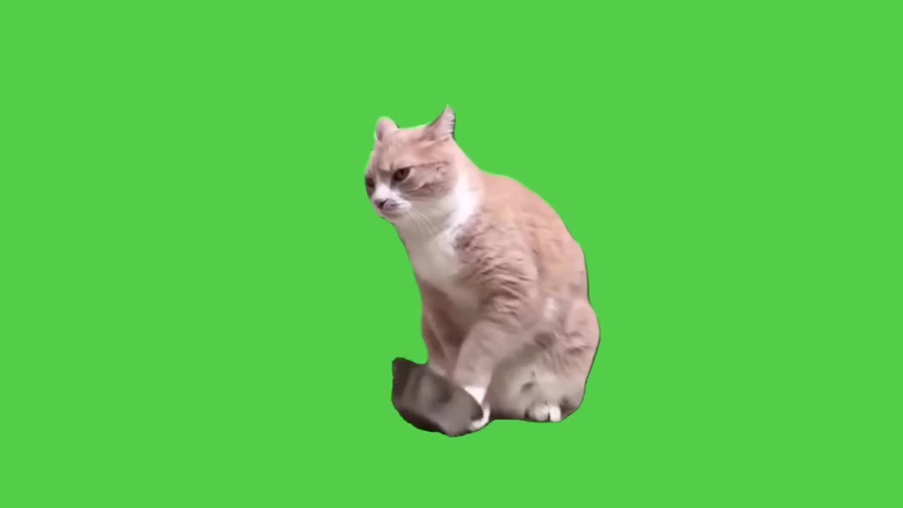 Unimpressed Cat Ignores Food Bowl