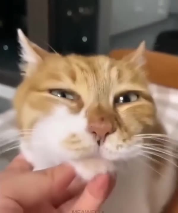 Unimpressed Cat Perks Up