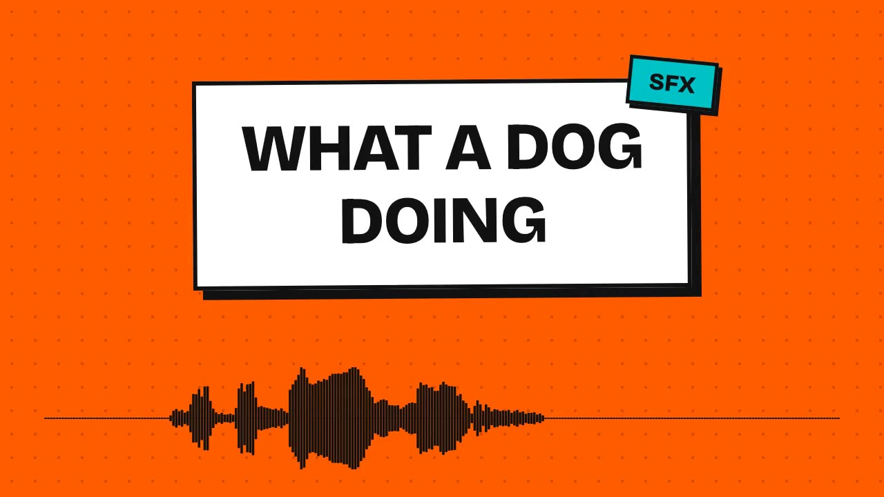 What A Dog Doing
