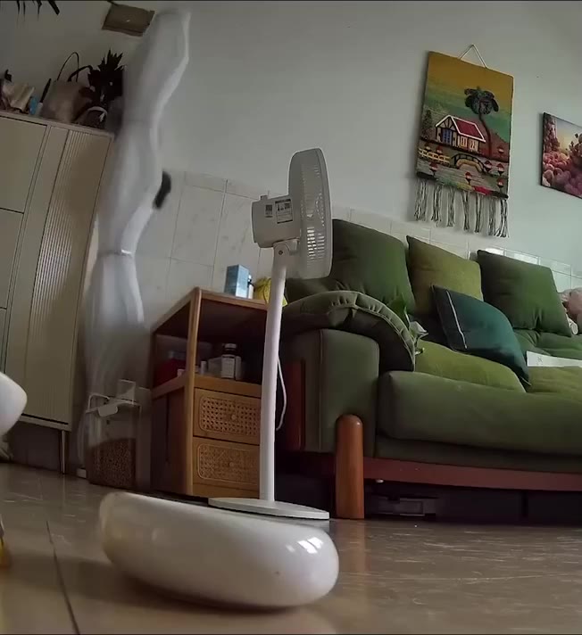 White Cat in Shifting Sunlight