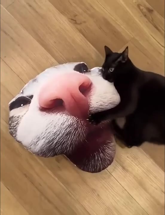 White Cat Shocked Face Zoom